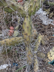 Opuntia aequatorialis