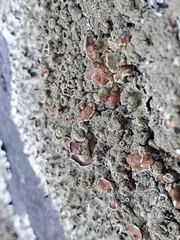 Xanthoparmelia plittii