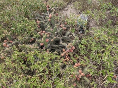 Opuntia aequatorialis