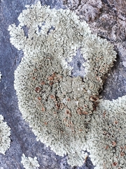 Xanthoparmelia plittii