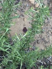 Eriogonum fasciculatum