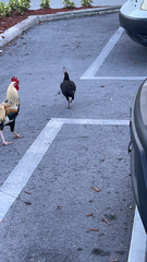 Gallus gallus domesticus