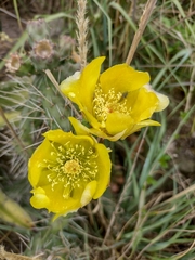 Opuntia aequatorialis