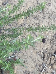 Eriogonum fasciculatum