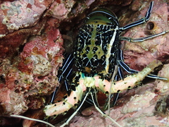 Panulirus versicolor