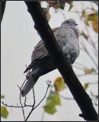 Streptopelia decaocto