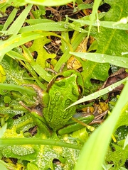 Gastrotheca riobambae