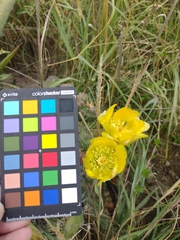 Opuntia aequatorialis