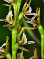 Prasophyllum pruinosum