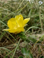 Opuntia aequatorialis