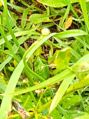 Gastrotheca riobambae