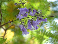 Jacaranda mimosifolia