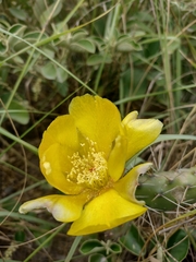 Opuntia aequatorialis