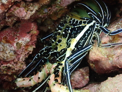 Panulirus versicolor