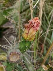 Opuntia aequatorialis