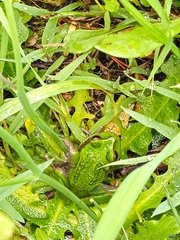 Gastrotheca riobambae