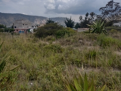 Opuntia aequatorialis