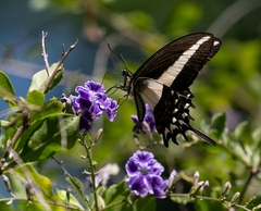 Heraclides hectorides