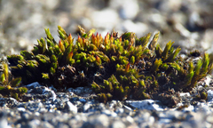 Orthotrichum anomalum