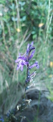 Lobelia gruina