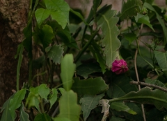 Epiphyllum phyllanthus
