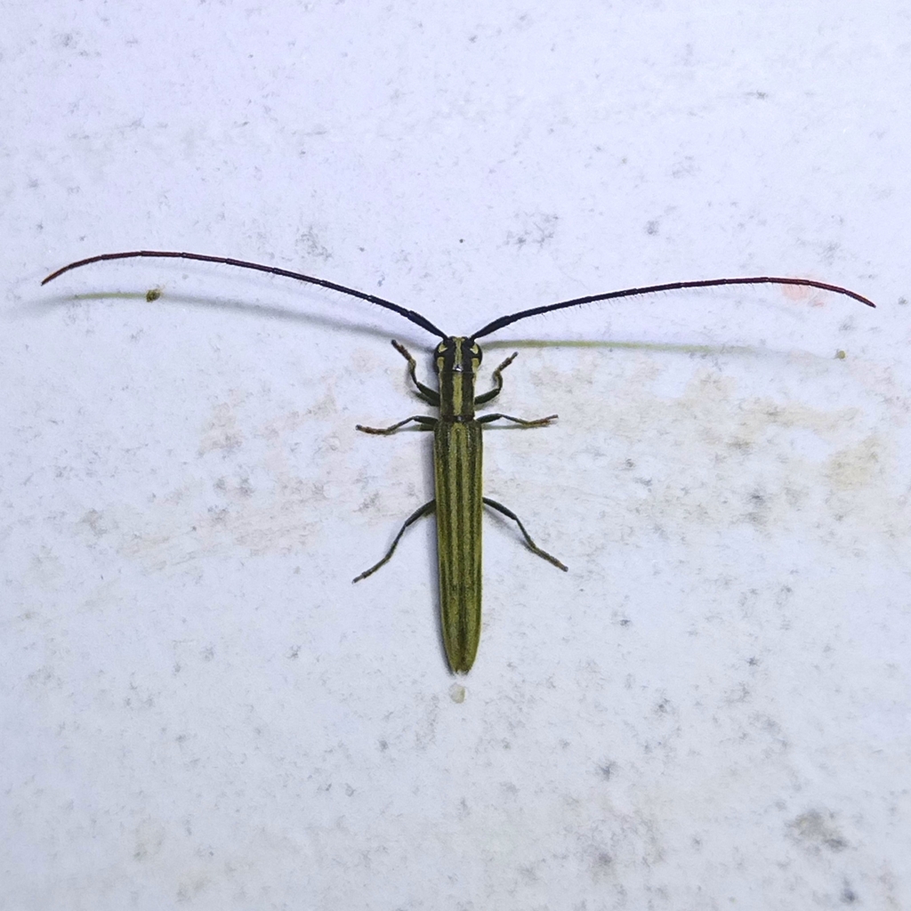 Aerenicopsis rufoantennata