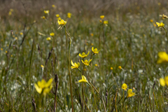 Diuris chryseopsis