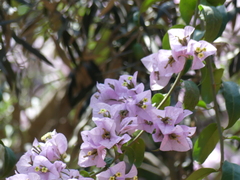 Bougainvillea glabra