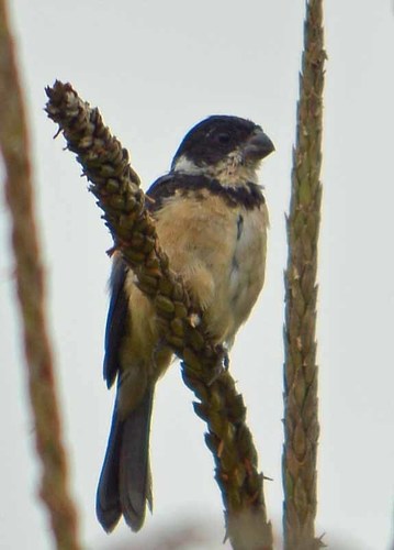 Sporophila torqueola atriceps