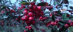 Cotoneaster pannosus