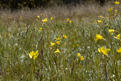 Diuris chryseopsis