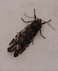 Arachnis aulaea
