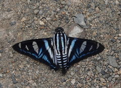 Jemadia menechmus