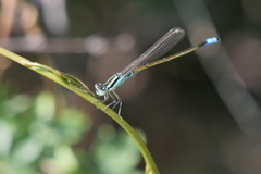 Ischnura fluviatilis