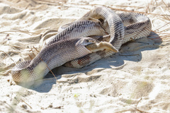 Pituophis melanoleucus mugitus