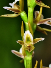 Prasophyllum pruinosum