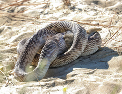 Pituophis melanoleucus mugitus