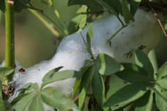 Cephisus siccifolius