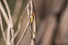 Ischnura fluviatilis