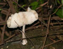 Agaricales