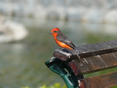 Pyrocephalus rubinus