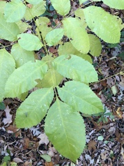 Fraxinus pennsylvanica