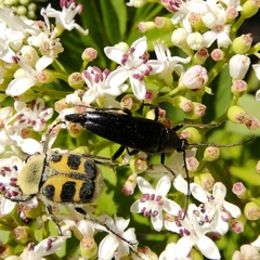 Pedostrangalia pubescens