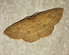 Cyclophora myrtaria
