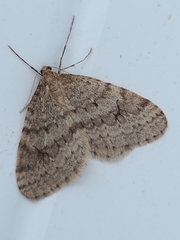 Operophtera bruceata