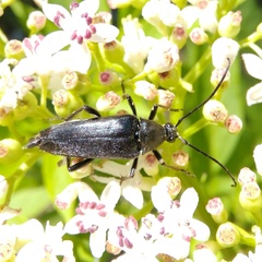 Pedostrangalia pubescens