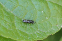 Stratiomyidae