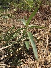 Asclepias speciosa