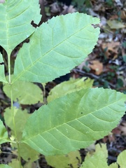 Fraxinus pennsylvanica