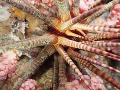 Prionocidaris baculosa